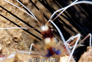 Cleaner shrimp nestles in an urchin by Marylin Batt 